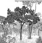 Image result for Diospyros batocana