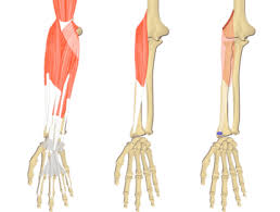 Then you can draw the individual muscle groups. Arm Muscles Muscles That Act On The Arm Anatomy Function