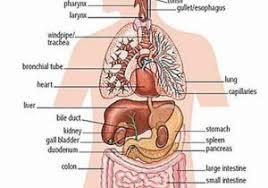 Inner Human Body Parts Hindi Chart Human Body Parts Hd