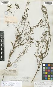 Image result for Euphorbia hyssopifolia