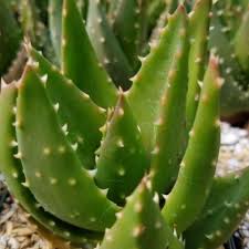 Image result for Aloe nuttii
