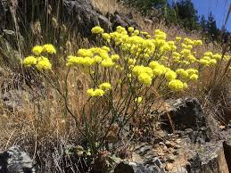 Image result for Eriosema nutans