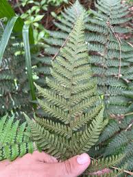 Image result for Ctenitis