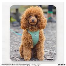 Fluffy Brown Poodle Puppy Dog Mouse Pad Zazzle Com In 2020 Poodle Puppy Red Poodles Dogs And Puppies
