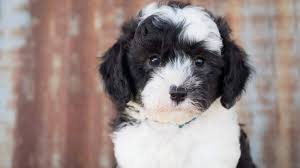 These fluffy, playful sheepadoodle puppies are a cross between an old english sheepdog and a poodle. 9 Facts Only Sheepadoodle People Understand The Dog People By Rover Com