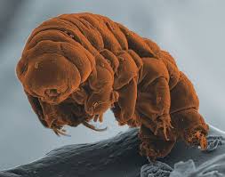 According to peter guida, the head of nasa's space radiation laboratory, one of the. How Do Tardigrades Survive In Space