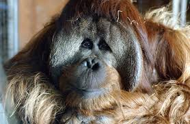 Tripadvisor'da bukit lawang için, gezginler tarafindan 12 otel hakkinda yapilmis 994 yorumu okuyun, 10.912 resmi görün ve en iyi fiyatlari bulun. Sumatran Orangutan Mammal Britannica