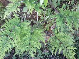 Image result for Aleuritopteris welwitschii