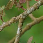 Image result for Grona adscendens