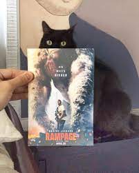 kediler ile film posterlerinin birlesiminden olusan 12 eglenceli fotograf farklifarkli kedi film posteri poster