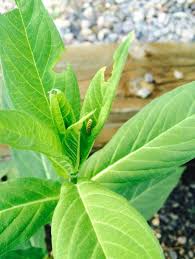 Signs Of Monarch Caterpillars Raggedy Leaf Edges Holes In Milkweed And Of Course A Caterpillar Plant Leaves Monarch Caterpillar Butterfly Garden