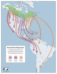 Why Do Birds Fly South For The Winter Biology Flying South For The Winter Bird Migration Bird Unit Study Bird Migration Map