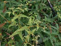 Image result for Gleicheniaceae