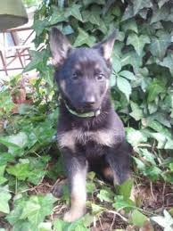 We specialize in purebred akc german shepherd puppies! German Shepherd Akc Puppies For Sale In Linden North Carolina Classified Americanlisted Com
