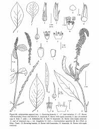 Image result for Centrostachys