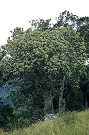 Image result for Tarchonanthus trilobus