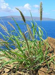 Image result for Cenchrus trisetus