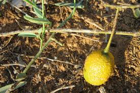 Image result for Maerua juncea