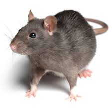 One suggestion is that excess water is stored in the hump, the idea being. Rat Control Treatment Services Viking Pest Control