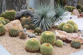 The seeds can be found. Why Your Garden Needs Golden Barrels Debra Lee Baldwin