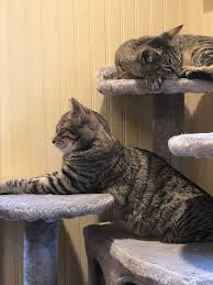 Start date feb 8, 2012. Kitten Report 11 Seven Months Old Today Photos Nicola Griffith