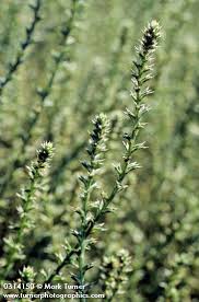 Image result for Salsola