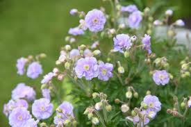 Image result for Geranium `Summer Skies`