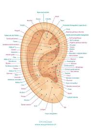 Planche Des Points D Acupression Sur L Oreille Ou Points Auriculotherapie En Acupression Les Points Sur L Oreil Reflexologie Oreille Acupression Acuponcture