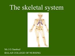 Fats provide an energy reserve for the body, and. Skeletal System Bone Tissue Powerpoint