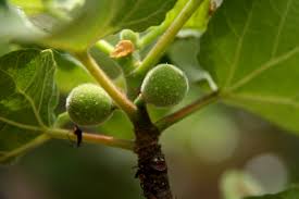 Image result for Ficus tettensis