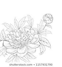 Anemone Clipart Black And White Similar Images Stock Photos Vectors Of Drawing Anemone Flowers Illustration Vector Clipart 619695716 Shutterstock