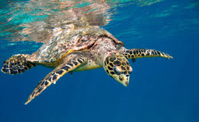 In australia they are found nesting and foraging along the tropical coasts of queensland, northern territory and western australia. Testudines