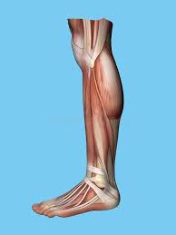 A tendon is the fibrous tissue that attaches muscle to bone in the often called the quads, this group of muscles is used to extend the leg at the knee and aids in walking. Anatomy Side View Of Leg Stock Illustration Illustration Of Human 60859139