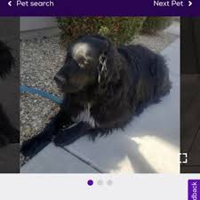 Chance shelter in surprise, az has pets available for adoption. Where Wolves Rescue Animal Shelters 30040 N 167th Ave Surprise Az Phone Number