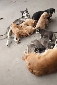 Family raised in the beautiful country setting of vienna, maine and bred for optimal health and temperament. Confused Golden Retriever And Husky Puppies Mix Up Parents When Trying To Get Milk Daily Star
