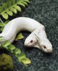 Image result for one of a kind animals