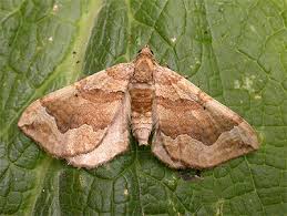 Image result for Pelurga comitata