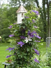 Check spelling or type a new query. Mr President And Henry Clematis Clematis Vine Clematis Outdoor Gardens