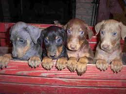 Pin By Maiya Pullin On Doberman Love Blue Doberman Puppy Doberman Pinscher Puppy Blue Doberman