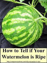 This is a sign that the plant is no longer feeding the watermelons and that the right time to pick a watermelon is at hand. How To Tell If A Watermelon Is Ripe Watermelon Fruit Garden Gardening Tips