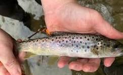 Any one seen a brown trout with these red dots before. I ...