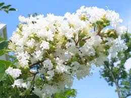 I've always had a particular fondness for oleanders, every time i see them i know the sea is somewhere close and it comforts me. Natchez Trace Crape Myrtle White Flowering Trees Myrtle Tree Crape Myrtle