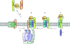 Other articles where atp synthase is discussed: A Model Of F 1 F 0 Atp Synthase Assembly After Insertion Into The Download Scientific Diagram