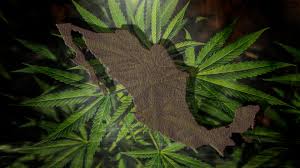 El senado de méxico ha aprobado este jueves la legalización y despenalización de la marihuana para el uso medicinal y recreativo, cuyo con 82 votos a favor, 18 en contra y siete abstenciones, se ha expedido el nuevo marco legislativo que regulará el cultivo. Senado En Mexico Aprobo La Regulacion Y Despenalizacion Del Uso Ludico De La Marihuana En Todo El Pais Infobae