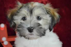 Five full breed havanese puppies for sale four females; 36 Best Images Chocolate Havanese Puppies For Sale Florida Havanese Puppies For Sale Royal Flush Havanese Tumpah2