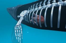 Balaenoptera musculus) هو حيوان ثديي بحري ينتمي إلى تحت رتبة الحيتان البالينية، وبسبب طوله البالغ 30 متراً (98 قدماً) ووزنه البالغ 170 طناً أو أكثر، فإنه يُعد أكبر الحيوانات المعروفة على الإطلاق. Ù‡Ù„ ØªØ¹Ù„Ù… Ø¹Ù† Ø§Ù„Ø­ÙˆØª Ø§Ù„Ø§Ø²Ø±Ù‚ Ø§Ù„Ù…Ø±Ø³Ø§Ù„