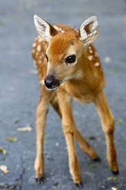 Voel je je overweldigd overbelast en te moe. Schattige Dieren Baby Dieren Schattigste Dieren