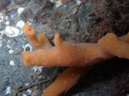 Image result for Isolepis costata