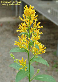 Image result for Cestrum