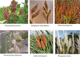 Image result for Halopyrum mucronatum